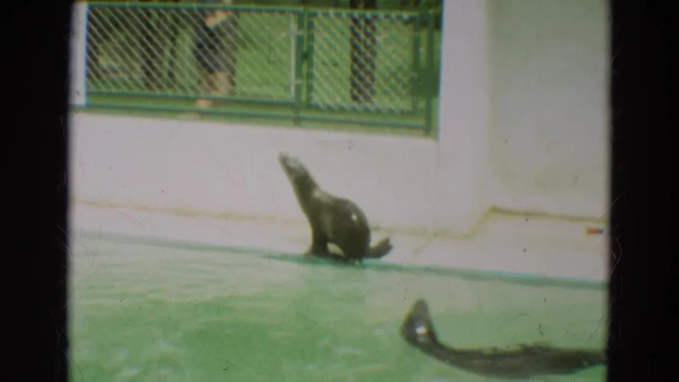 A seal sits on the concrete ledge of the Omaha zoo enclosure, with another seal partly visible in the green water below.