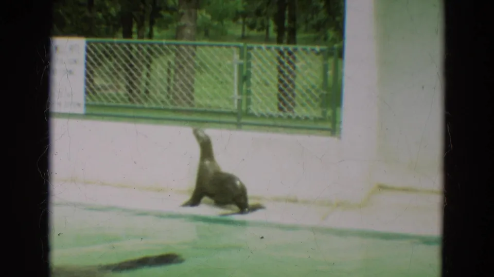 1965 8mm zoo frame showing a seal on the enclosure ledge, fencing above, and a second dark seal shape in the water.