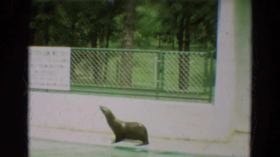 A seal stands along the concrete edge of the Omaha zoo pool, with a posted sign and green chain-link fence behind it.
