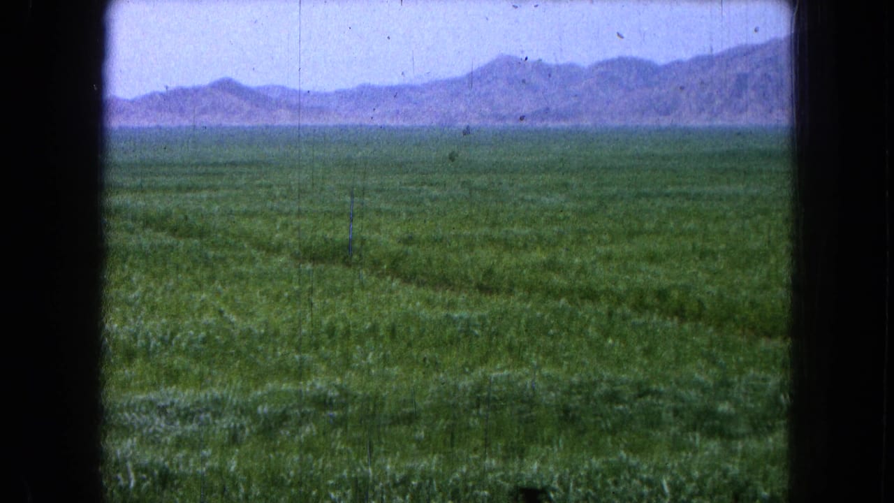 Broad green field with rows leading toward low mountains.