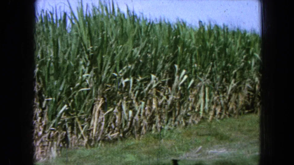 Closer 1965 8mm view of dense tall crop stalks, possibly corn or sugarcane, with grassy ground at the field edge.