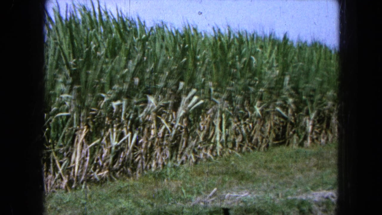 1965 Mexico 8mm frame showing tall sugarcane beside a grassy field edge under a bright blue sky.