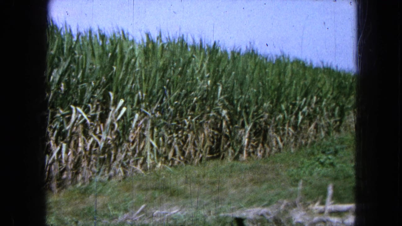 Dense sugarcane rows with a grassy strip in the foreground.