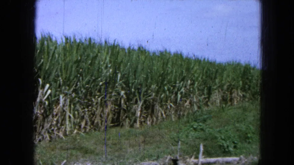 1965 Mexico 8mm frame showing sugarcane, rough grass, and dry plant debris along the field edge.
