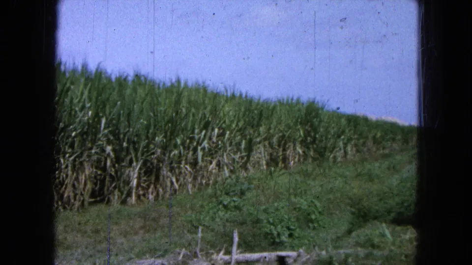 1965 rural Mexico frame with sugarcane rows receding beside a grassy roadside area and open sky.