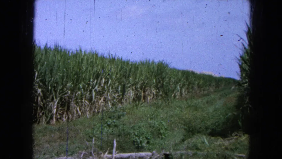 1965 Mexico home-movie frame showing a hilly sugarcane field under pale sky, viewed through dark borders from a moving vehicle.