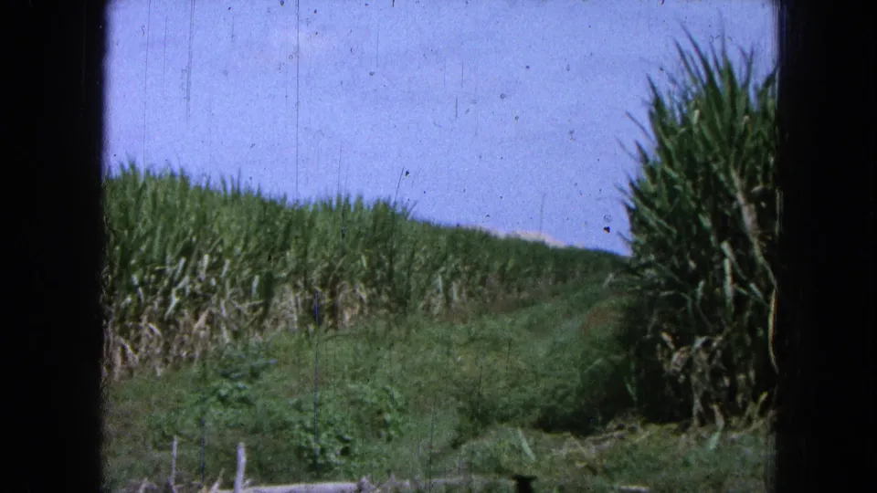 1965 Mexico 8mm frame with dense sugarcane on both sides of a grassy field break, filmed from a moving vehicle.
