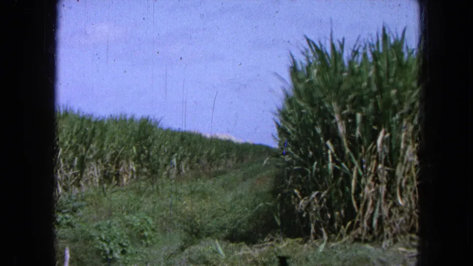 1965 Mexico home-movie frame showing closer sugarcane at right, lower cane rows at left, and a pale sky beyond the hilly field.