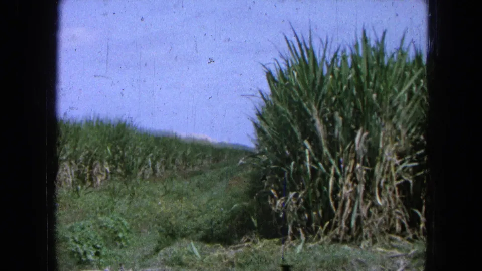 1965 Mexico 8mm frame with tall sugarcane at right, a grassy break through the field, low hills, and visible film wear.