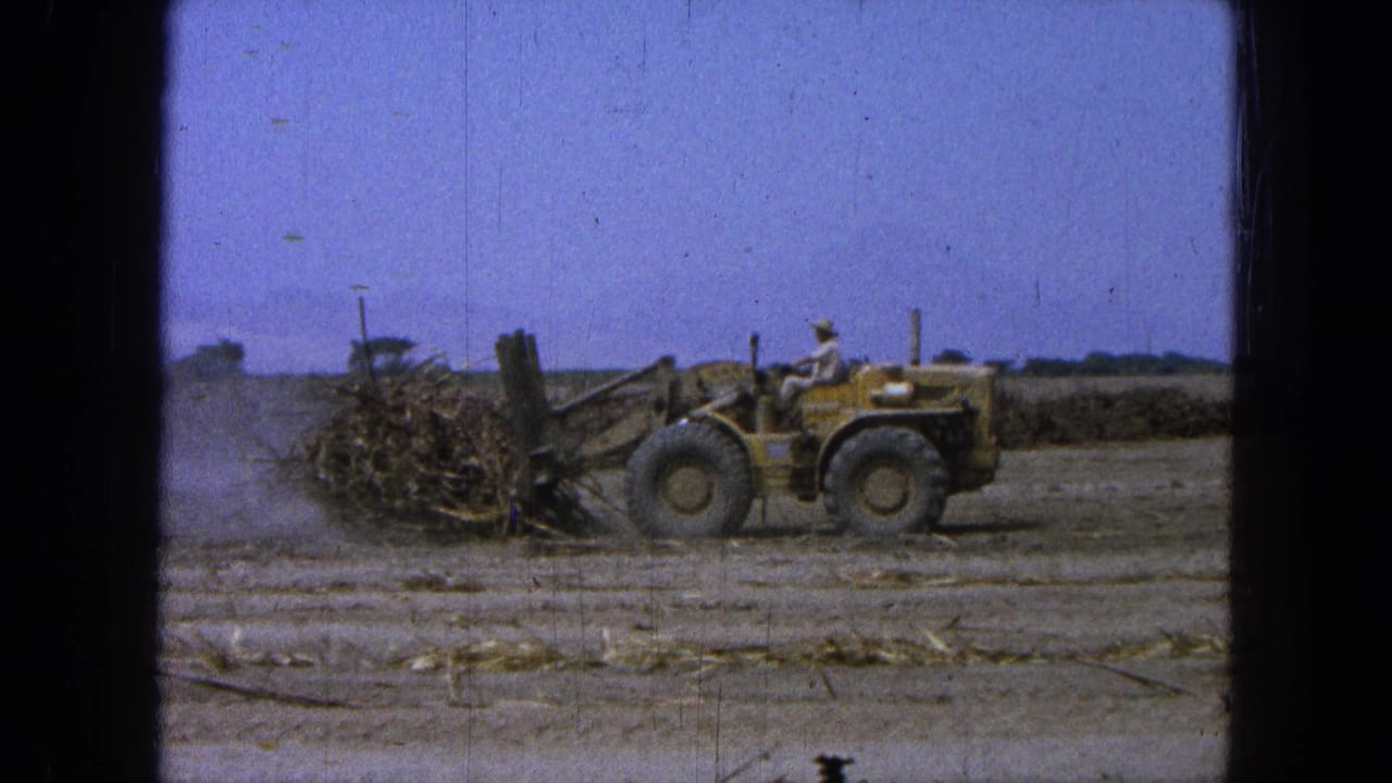 Yellow front-end loader pushes cane waste across a dry field under blue sky.