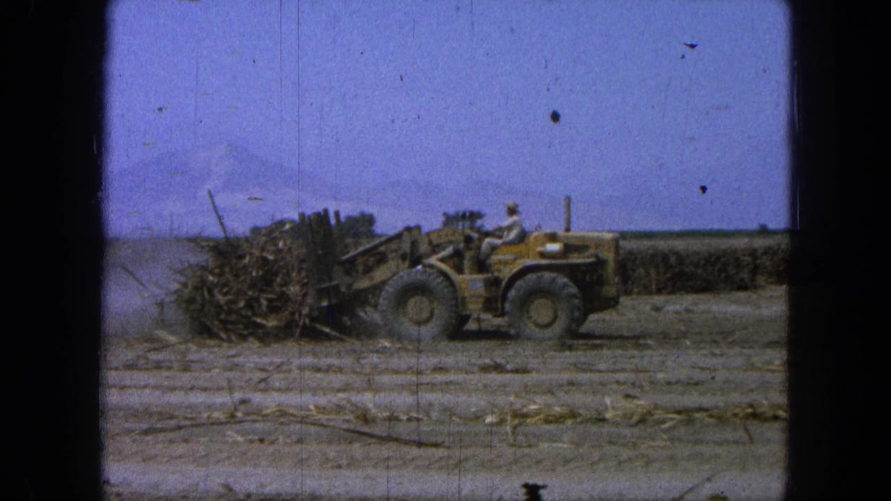 Yellow front-end loader carrying sugarcane across a dry field with a worker seated at the controls.