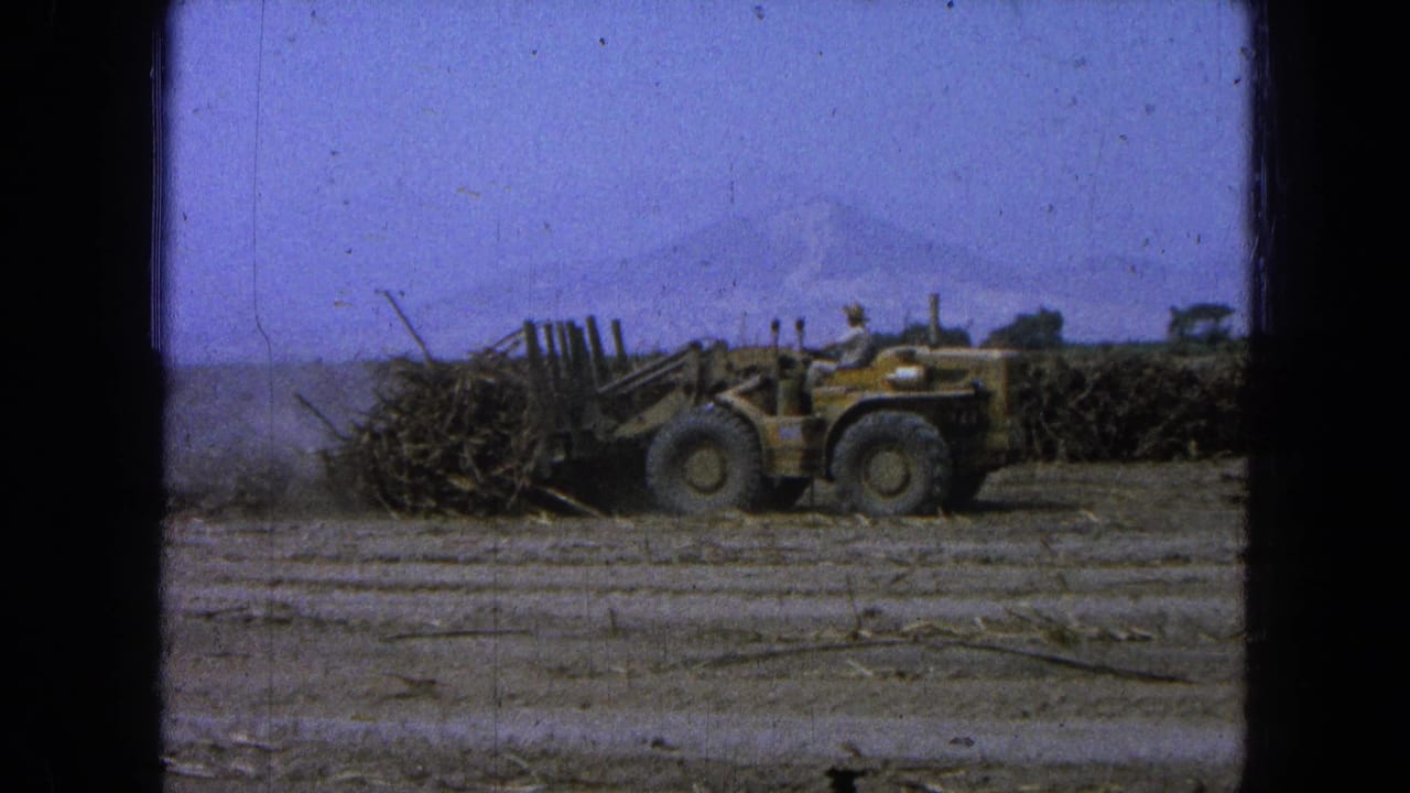 Front-end loader with sugarcane load moves rightward through a harvested field under a hazy sky.