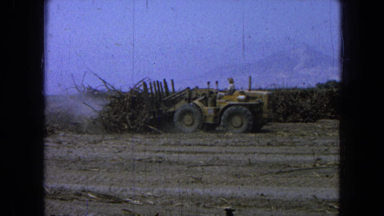 Yellow field machine and operator beside brushy crop piles in a dusty field.