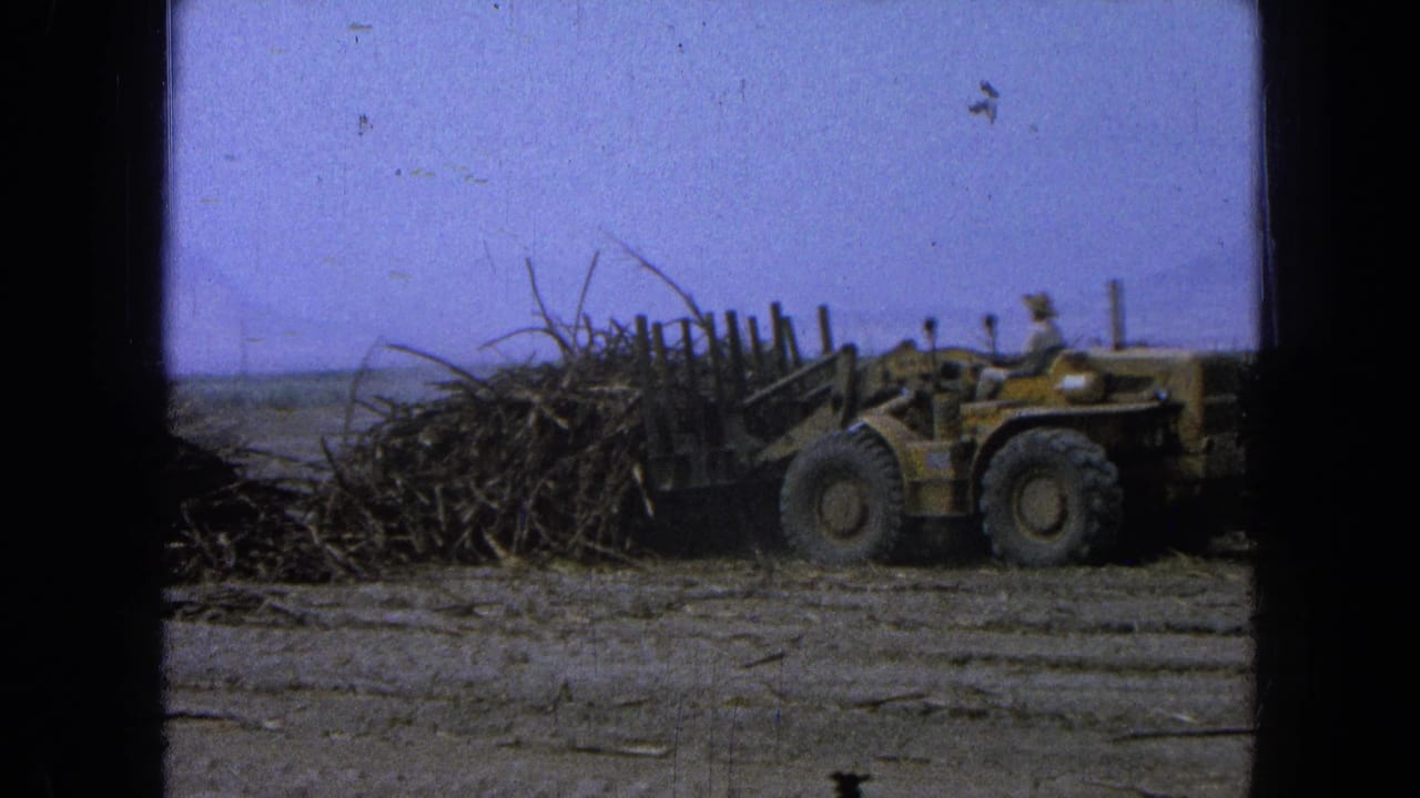 Yellow loader beside a pile of harvested stalks in a dusty rural field.