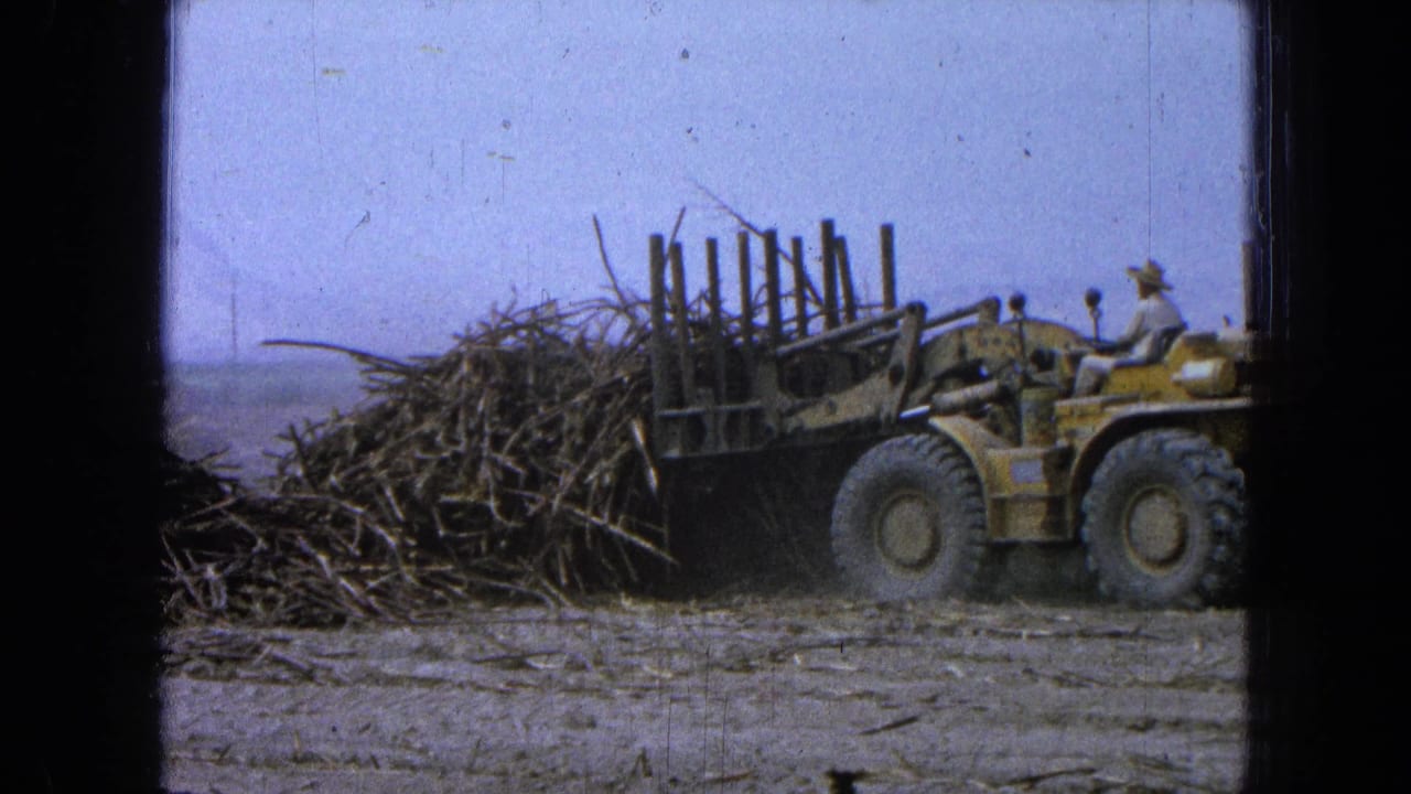 The yellow field loader carries or gathers cane-like stalks, with the seated operator visible under the open sky.