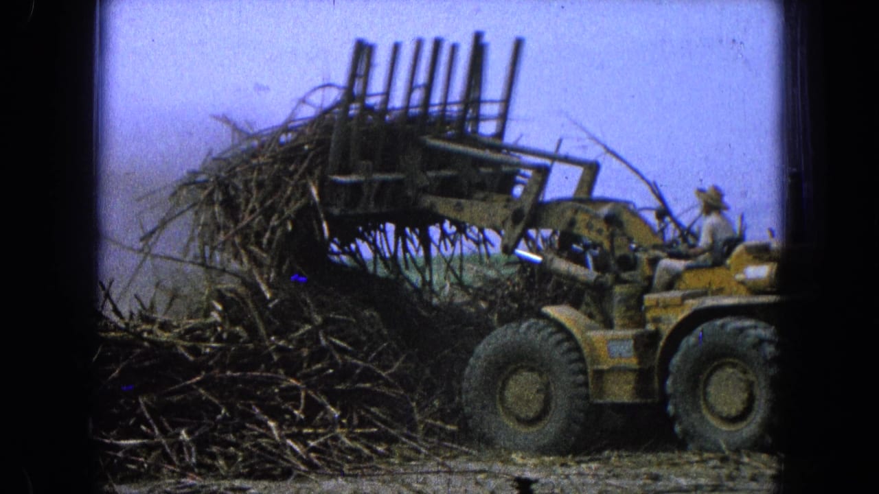 Yellow loader raises a forked attachment beside a large pile of sugarcane stalks.