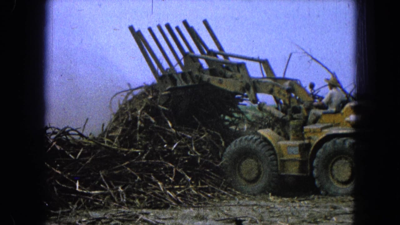 Front-end loader tips its fork attachment over a mound of cut stalks.