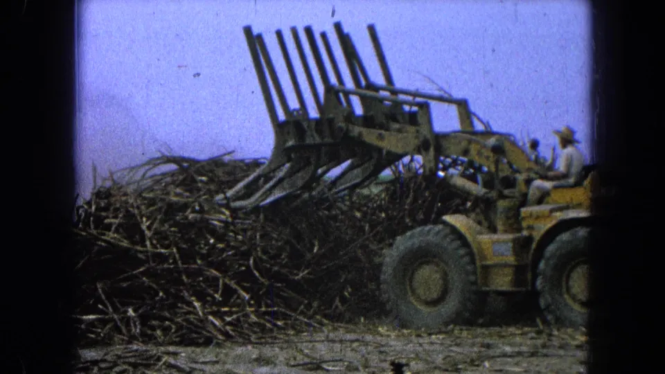 A yellow loader with a seated worker pushes its forks into a cane pile in 1965 Pueblo, Mexico footage.