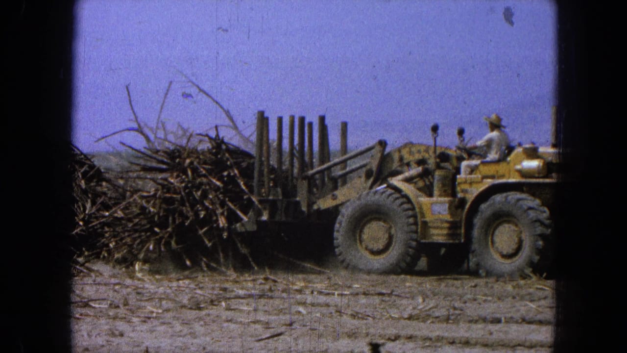 Yellow front-end loader beside a large pile of cut lumber in a dusty open field.