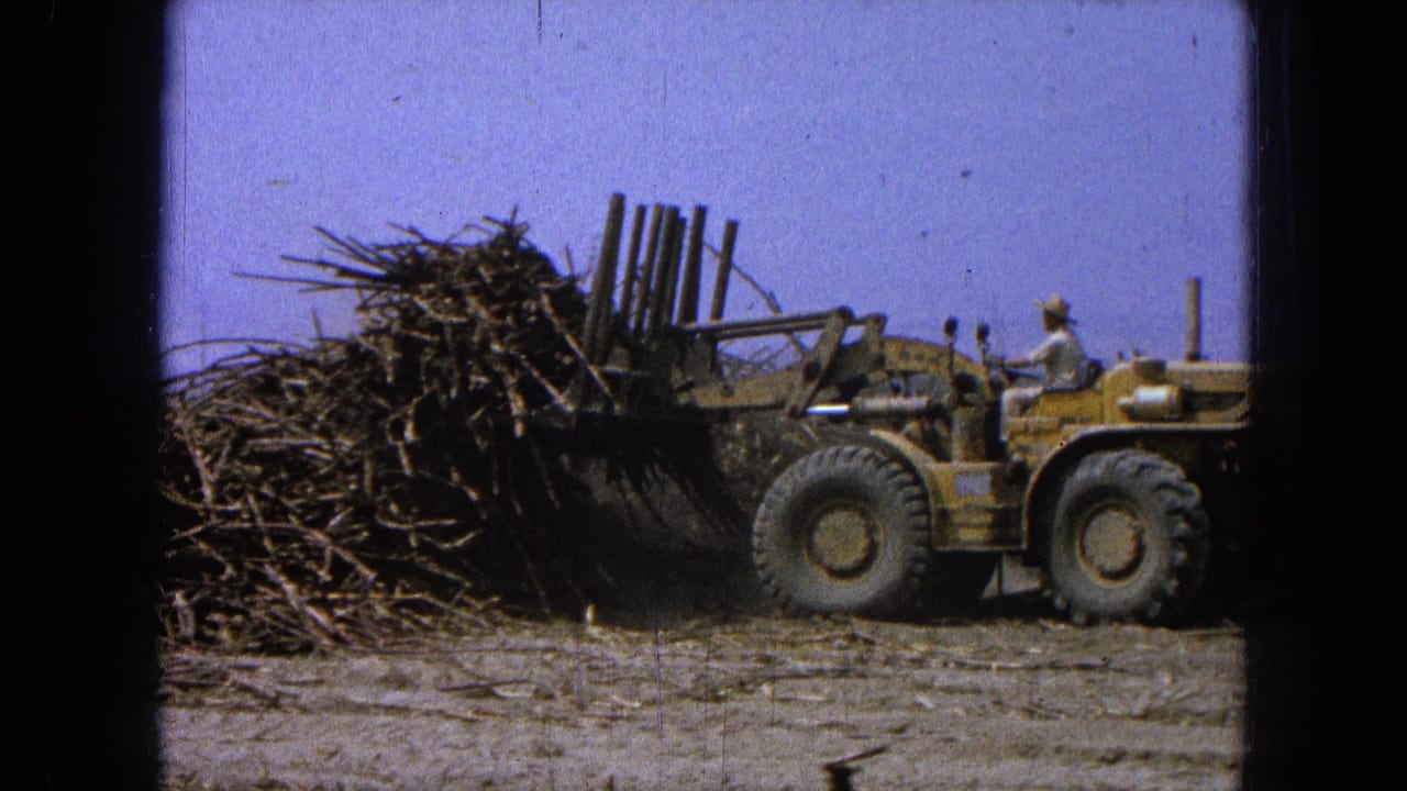 Yellow loader pushes into a large pile of sugarcane stalks in a dry field.
