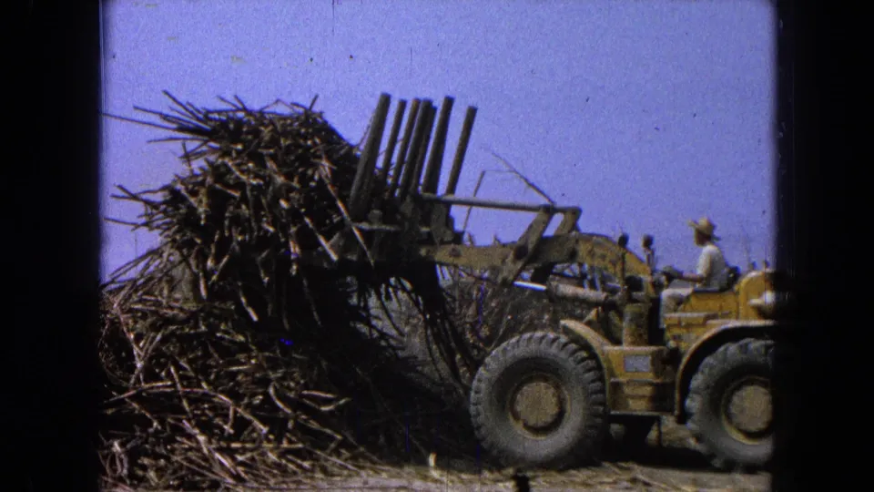 A yellow loader raises a large bundle of cane stalks in a rural field, with the operator partly visible on the right.