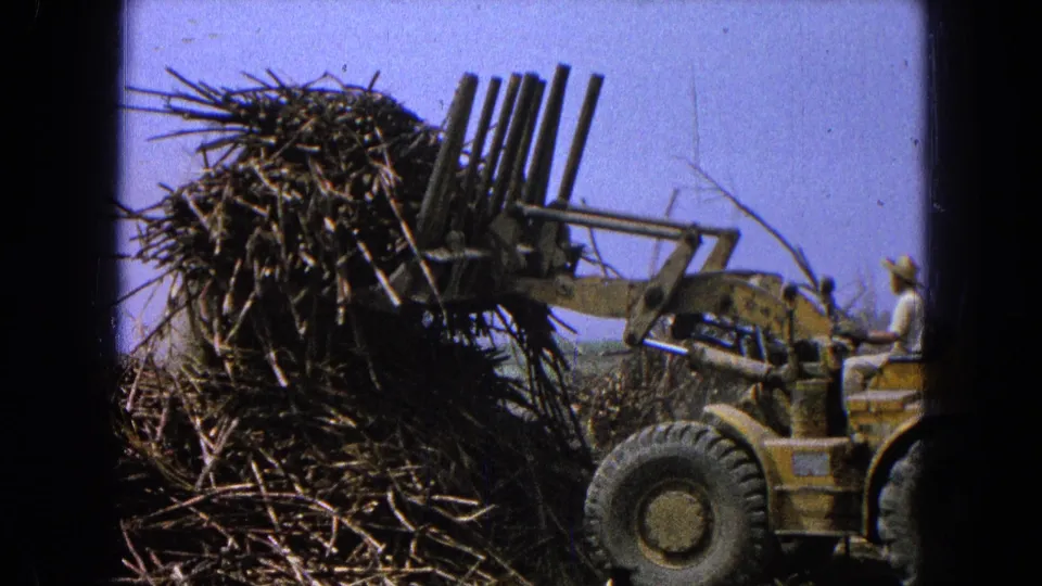 1965 Pueblo, Mexico frame with a yellow loader carrying cane stalks, open cab operator, and dry agricultural ground.