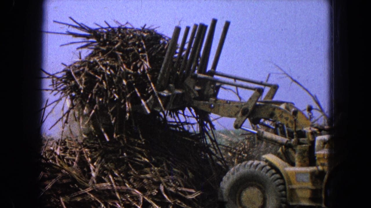 Yellow loader claw grips a large pile of branches under a blue sky.
