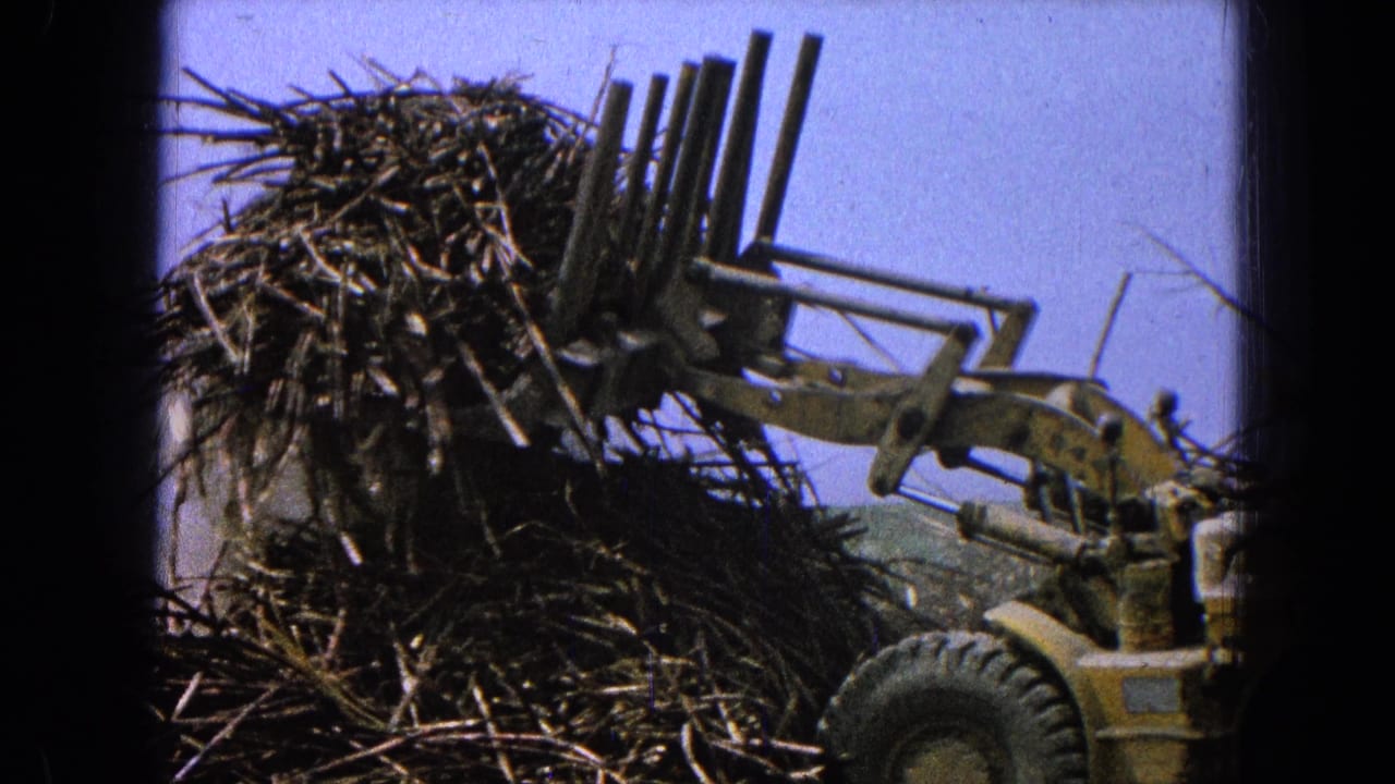 The yellow loader remains beside the brush pile, with its fork-like claw raised against the clear sky.