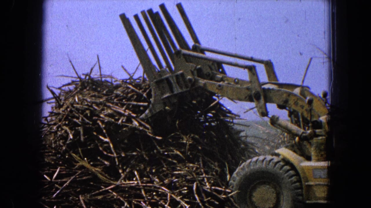 Yellow front-end loader presses a forked attachment into a large wood debris pile.