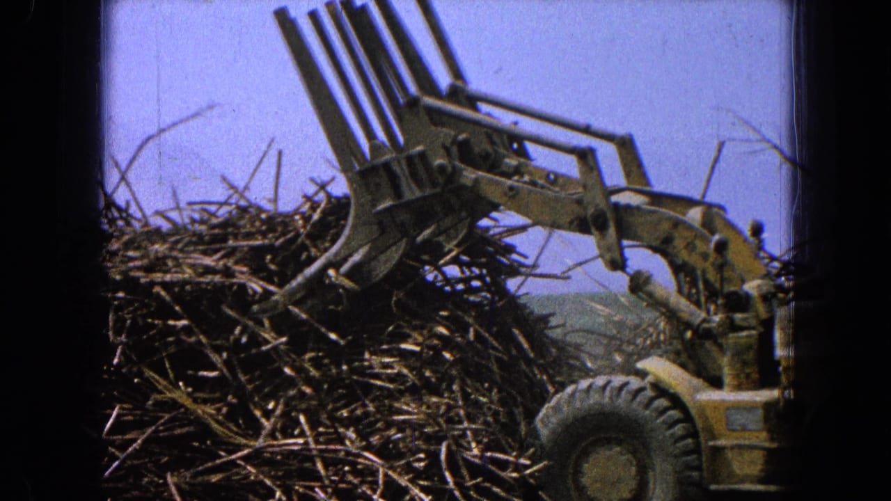 Yellow loader in Pueblo, Mexico, with its forked front attachment pulling back from a stacked wood or brush pile.