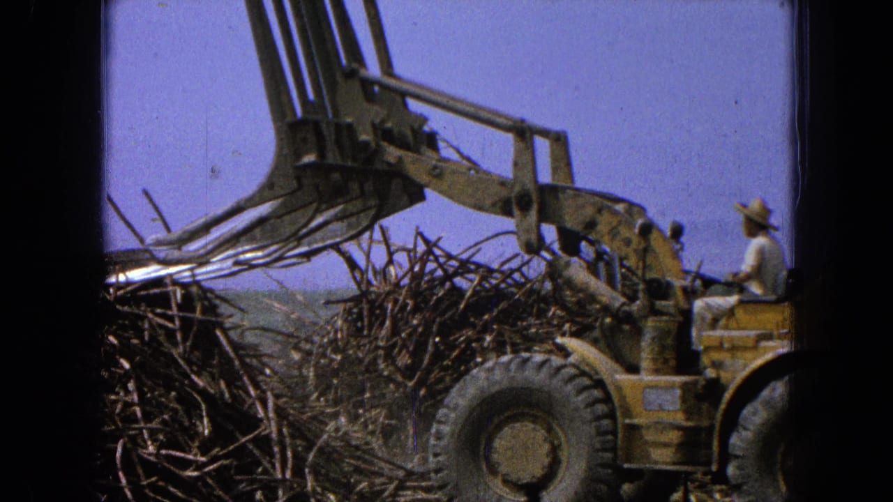 Yellow loader with claw attachment near a large pile of branches in a dirt field.
