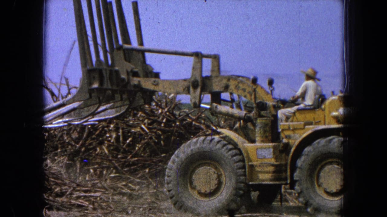 1965 Pueblo, Mexico frame with a yellow loader in profile, its metal arms extended near a heap of cut branches.