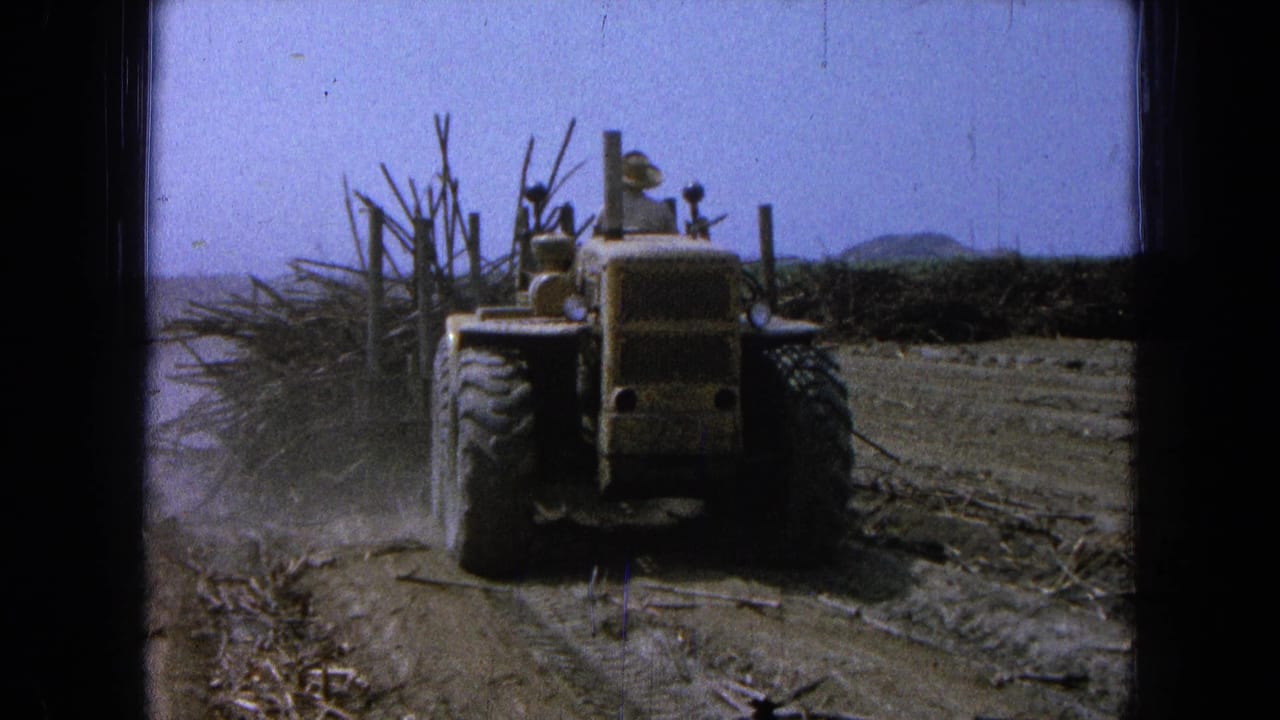 Rear view of a yellow tractor towing uprooted brush along a dusty field road.