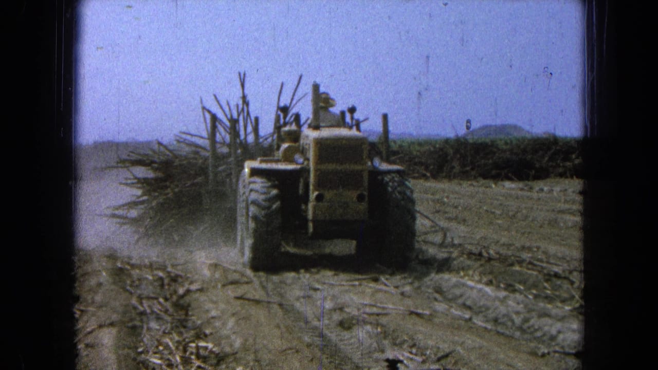 Yellow tractor driving along a dusty sugarcane field with cane stalks piled behind it.