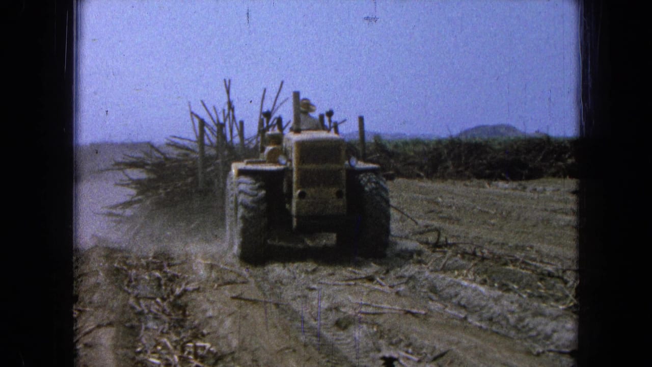 A yellow tractor continues through the 1965 Pueblo, Mexico sugarcane field, kicking up dust near stacked cane.