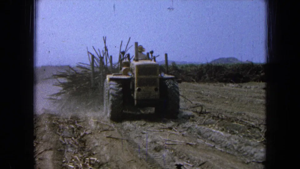 A yellow tractor continues through the 1965 Pueblo, Mexico sugarcane field, kicking up dust near stacked cane.