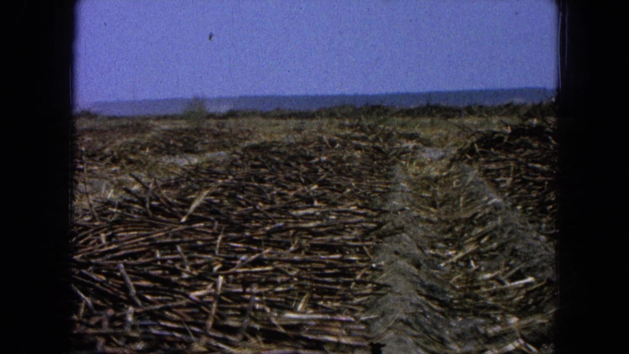 Rows of cut vegetation in a dry field beneath a blue sky and distant low hills.