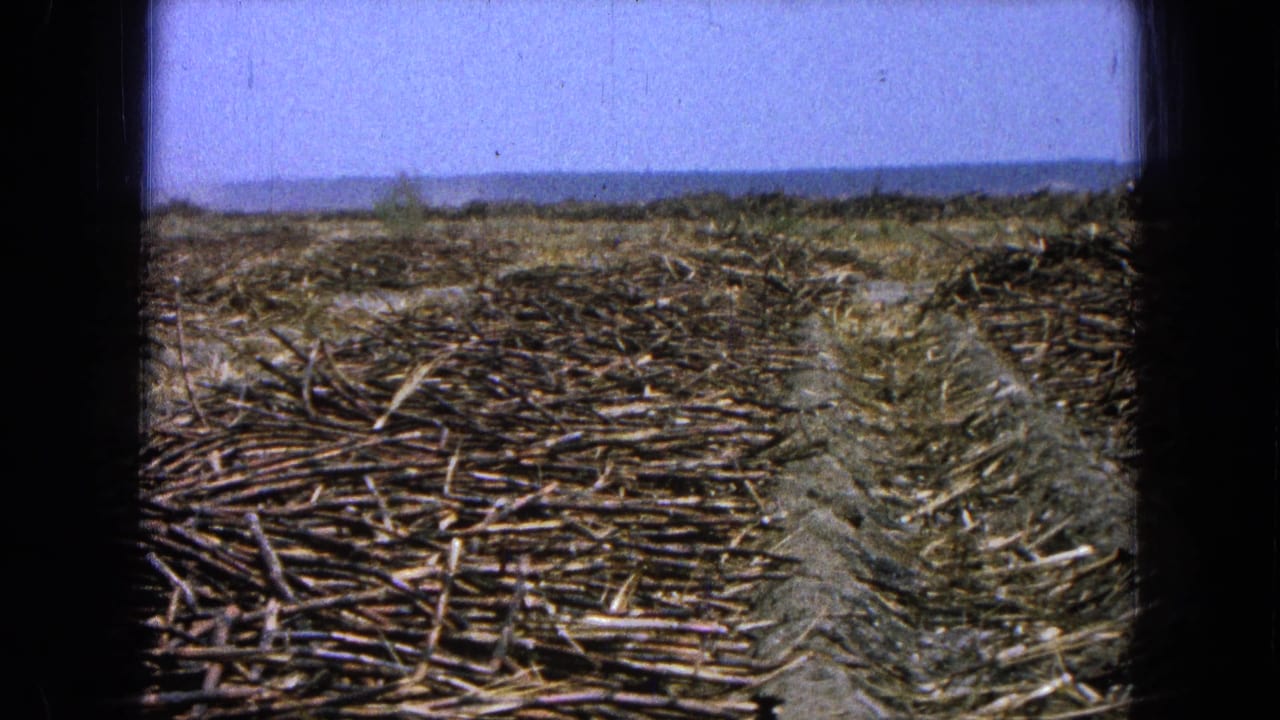 1965 Pueblo, Mexico 8mm frame of a harvested field with cut stalks, dusty rows, and low hills in the distance.