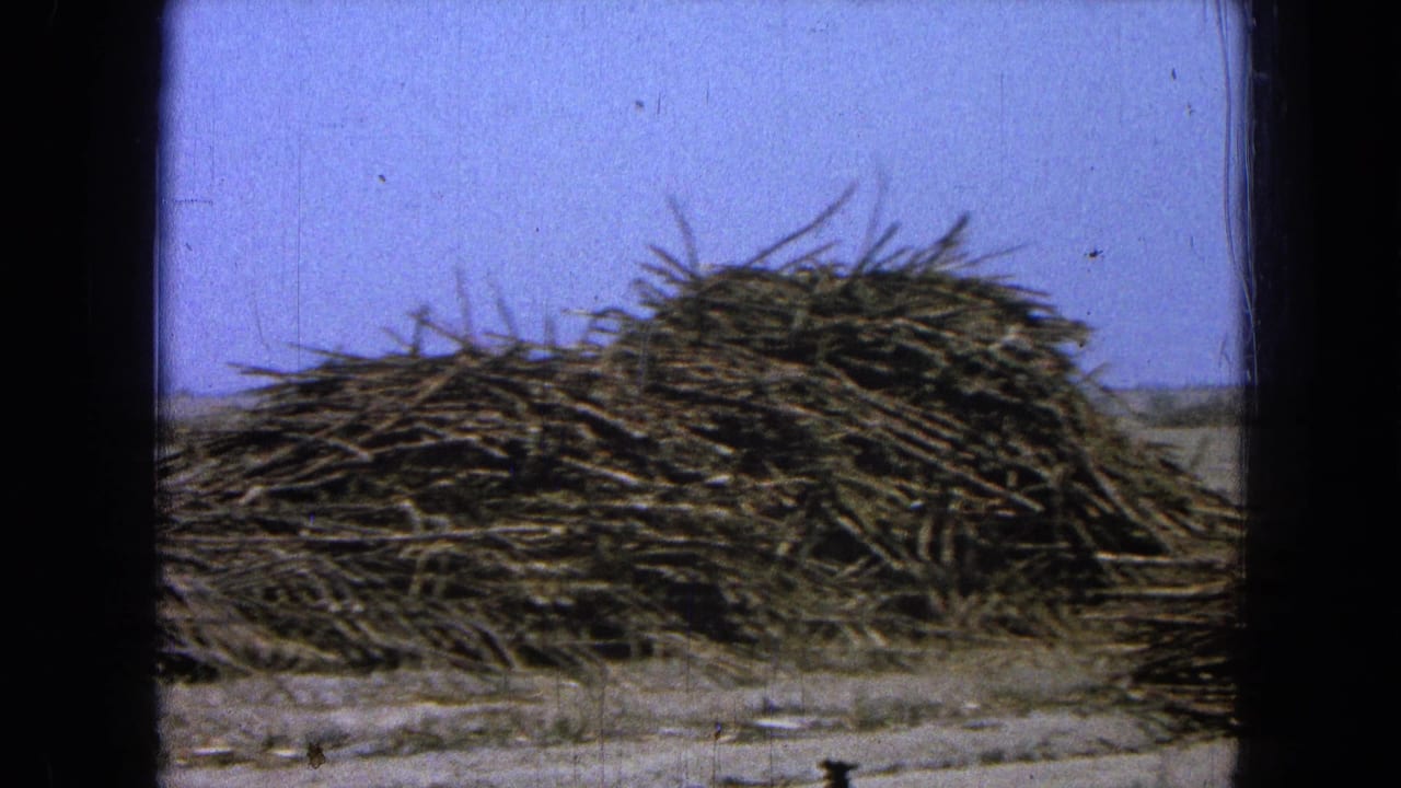 1965 8mm home-movie frame from Pueblo, Mexico showing stacked sugarcane or similar harvested stalks in an open rural field.