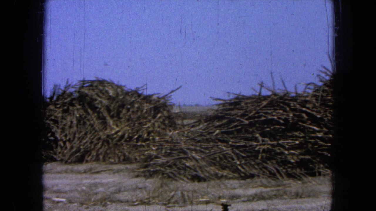 Rural Pueblo, Mexico field view from 1965 with large stacks of harvested cane-like stalks and distant low hills.