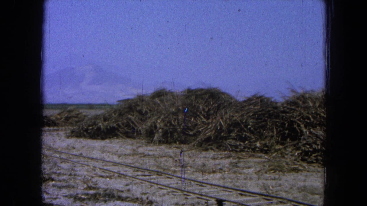 Rail tracks beside large piles of wood or brush under a blue sky.