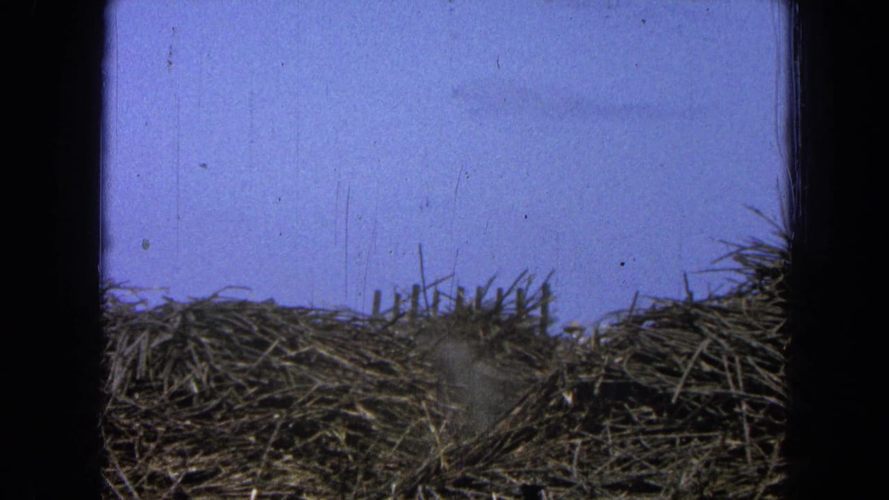 Stacked wood or brush piles with dust beginning to rise in front.