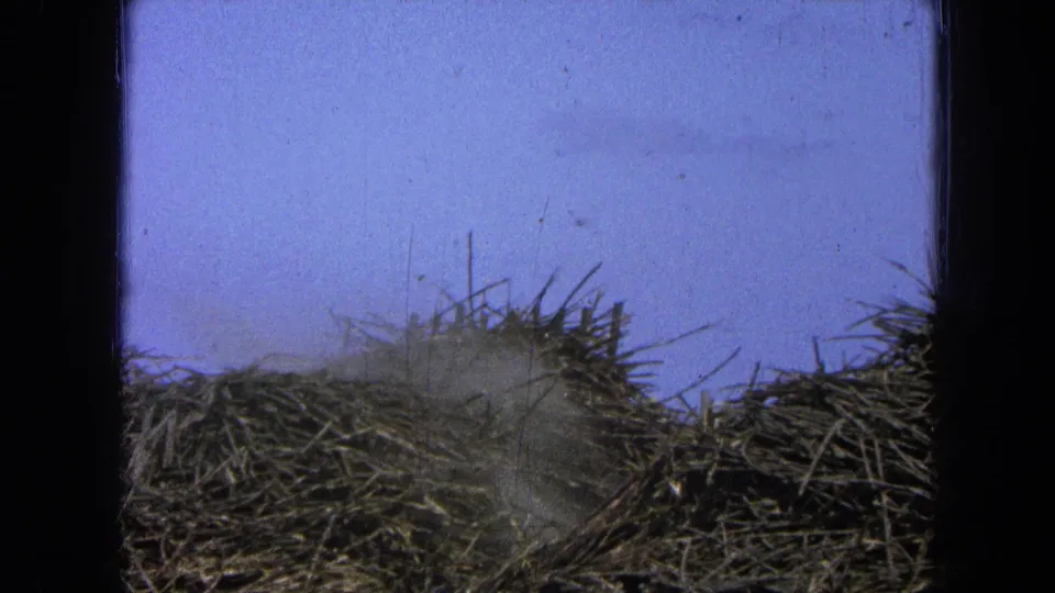 Dust moves across stacked wood or brush piles in this 1965 Pueblo, Mexico industrial yard frame.