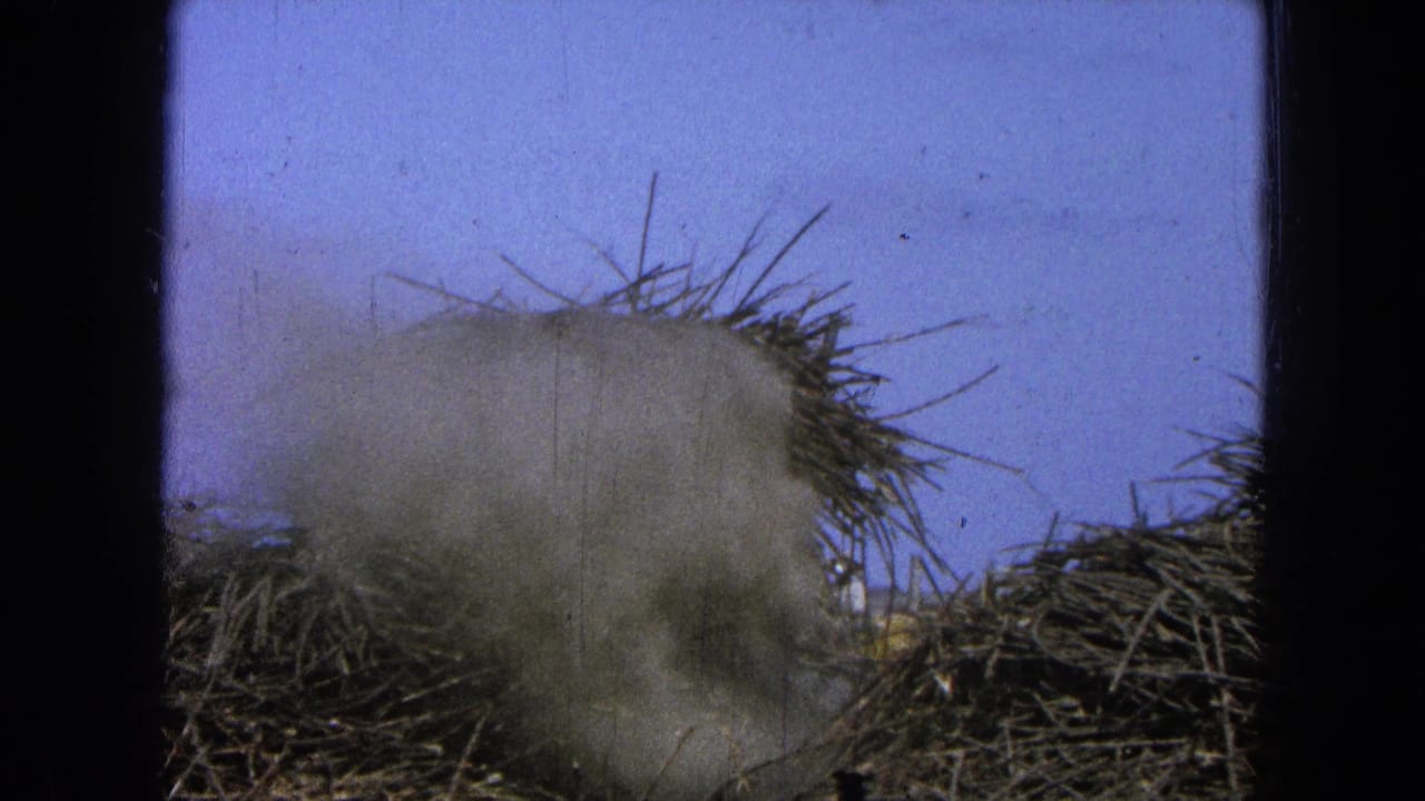 Dry grass piles with a pale dust cloud rising against blue sky.