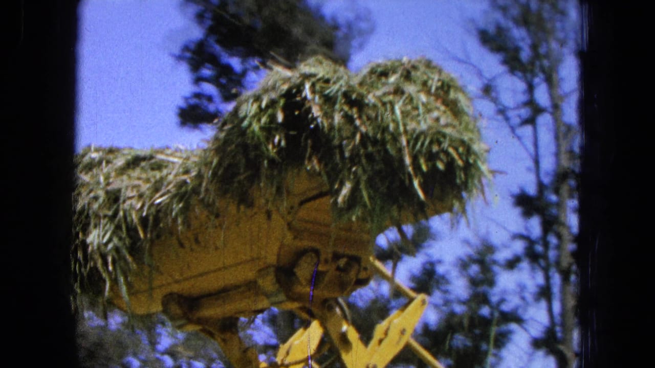 Yellow farm loader holds hay against a blue sky with trees behind it.