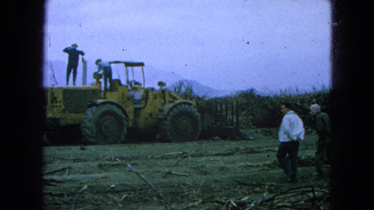 Yellow loader, workers, and cut sugarcane in an open field.