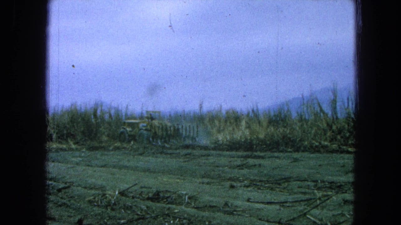 Small tractor works near tall sugarcane rows in a Pueblo, Mexico field, with hazy hills behind.