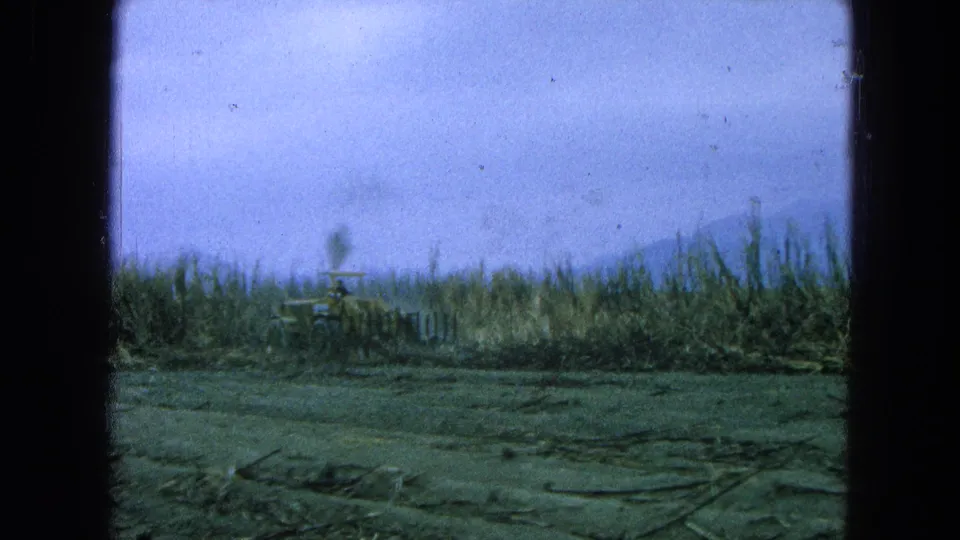A tractor is partly obscured by sugarcane rows in the 1965 Pueblo, Mexico agricultural field footage.