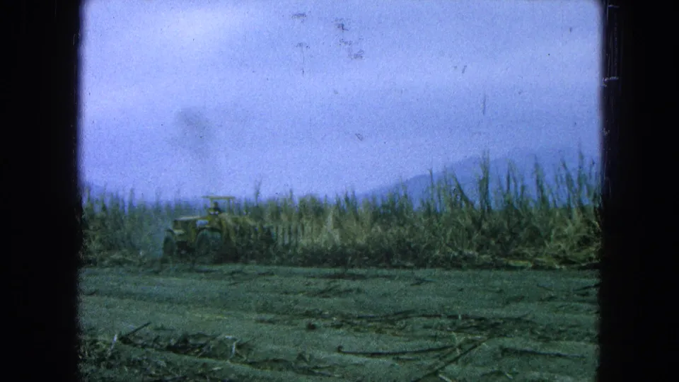 A small tractor sits beside sugarcane rows in a rural 1965 Pueblo, Mexico field scene.