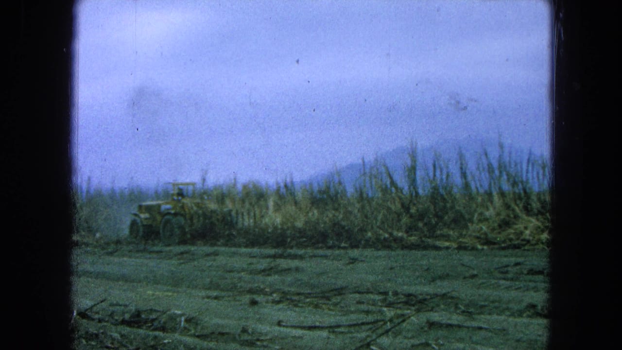 Yellow tractor at the edge of a tall sugarcane field with cut stalks in the foreground.